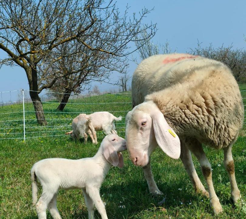 Photo of Others in Piazzo