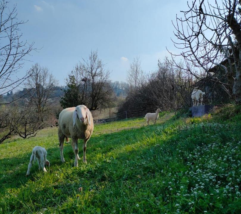 Photo of Others in Piazzo