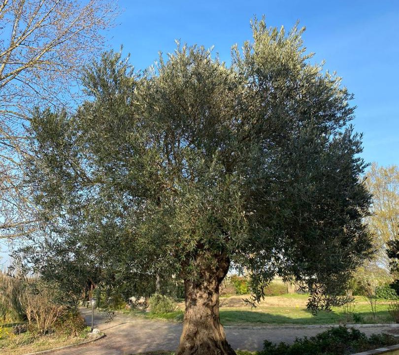 Photo of Outdoor in Budrio