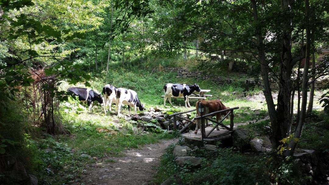 Photo of Others in Fiumalbo