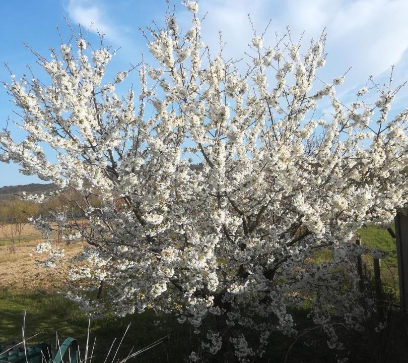 Photo of Outdoor in Farra dʼlsonzo