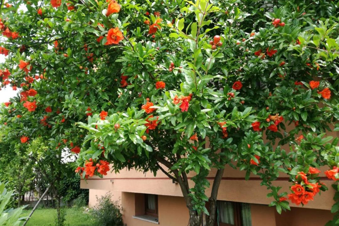 Photo of Others in Segusino