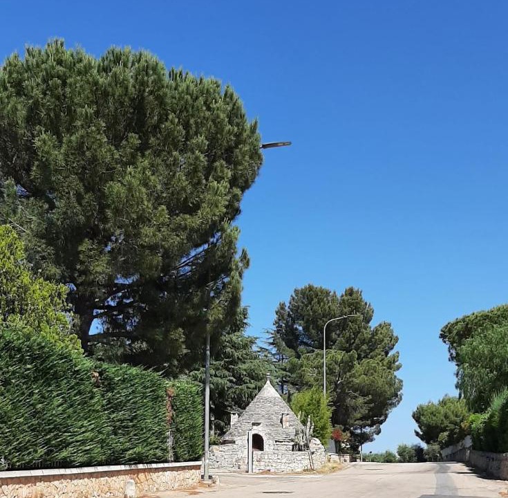 Photo of Others in Alcanterini