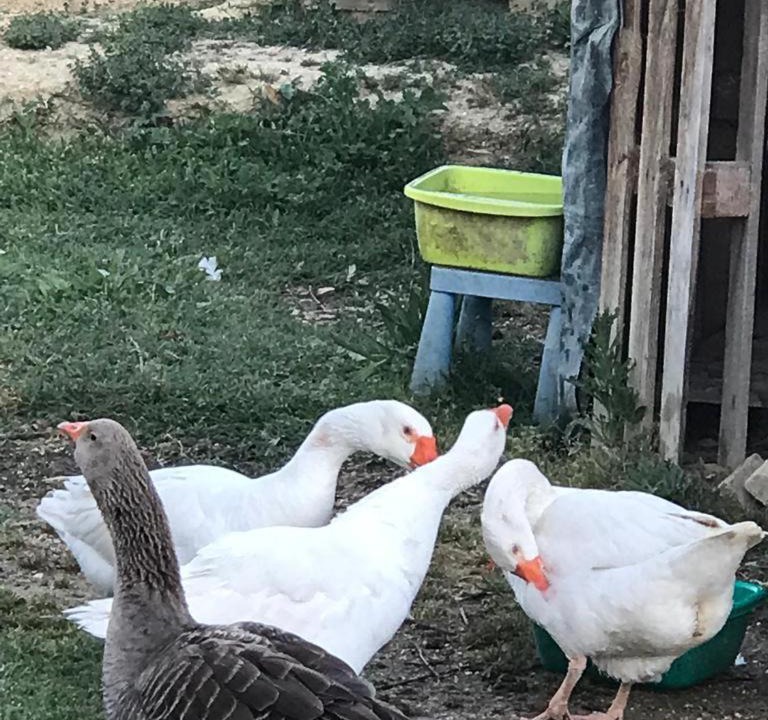 Photo of Others in Grottammare