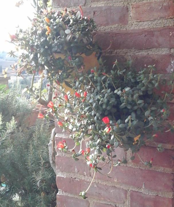 Photo of Others in Monticchiello