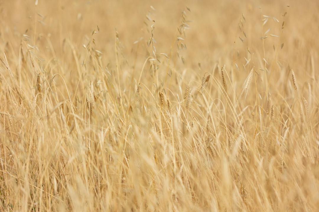 Photo of Others in Fauglia