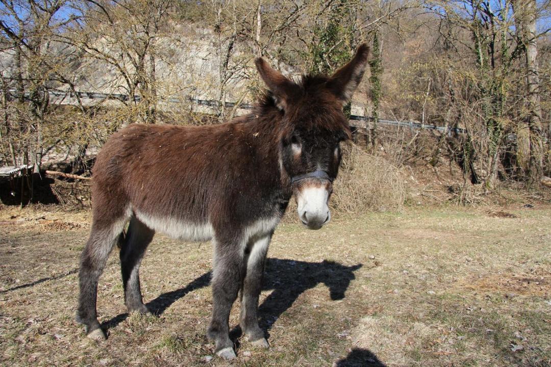 Photo of Others in Serravalle