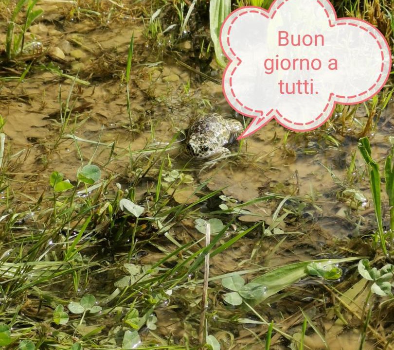 Photo of Others in Fauglia