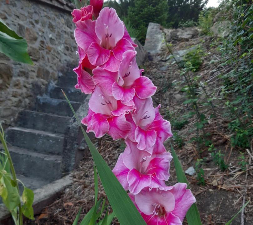 Photo of Outdoor in Rufina
