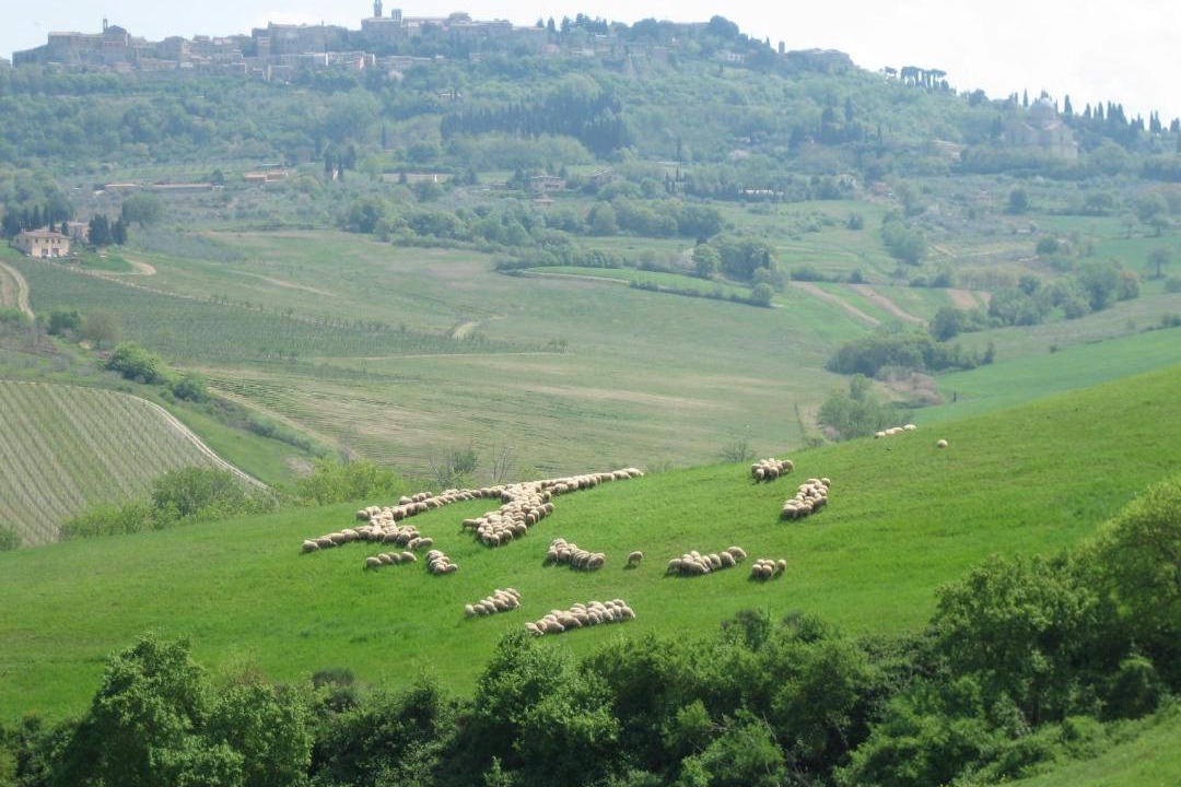 Photo of Others in Montepulciano