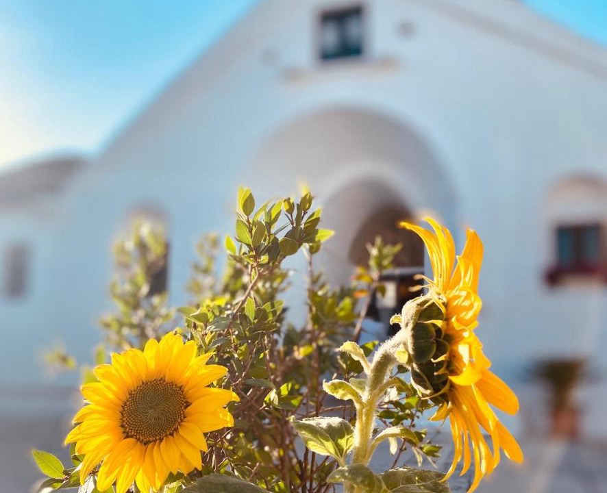 Photo of Others in Alberobello