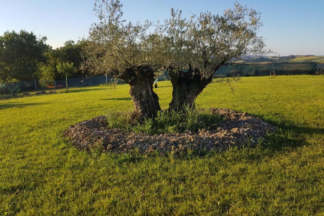 Photo of Outdoor in Montecarotto