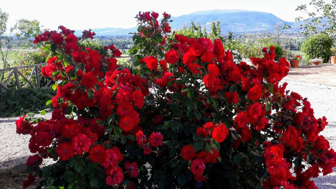 Photo of Outdoor in Montefalco