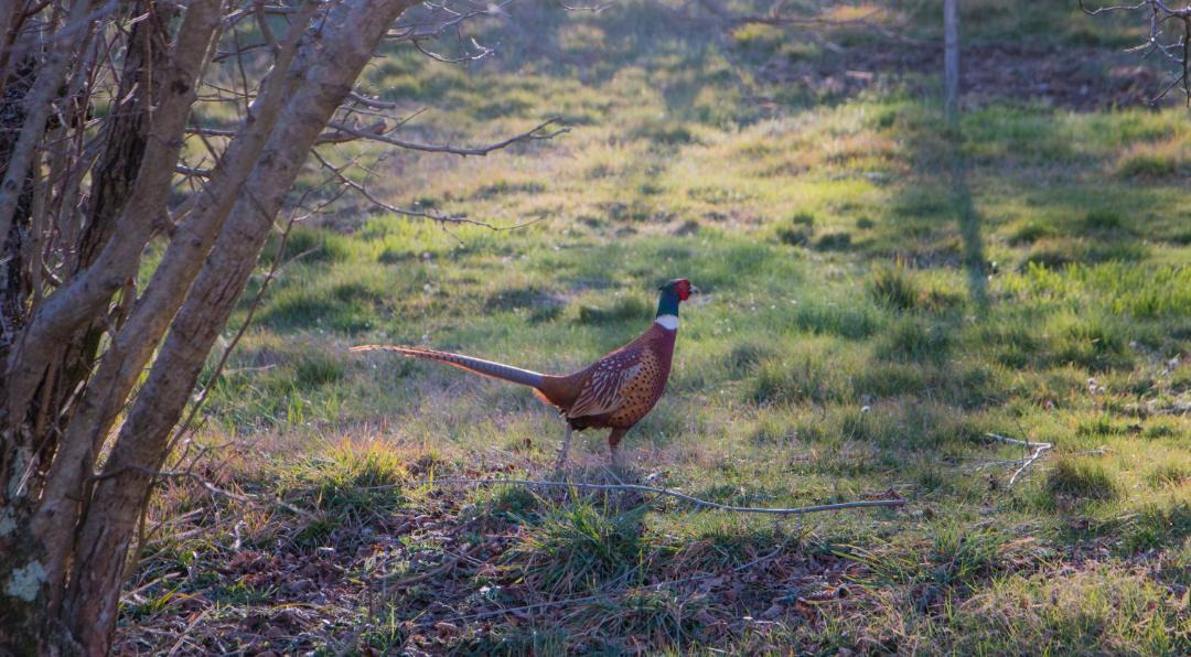 Photo of Others in Castelnuovo di Val di Cecina