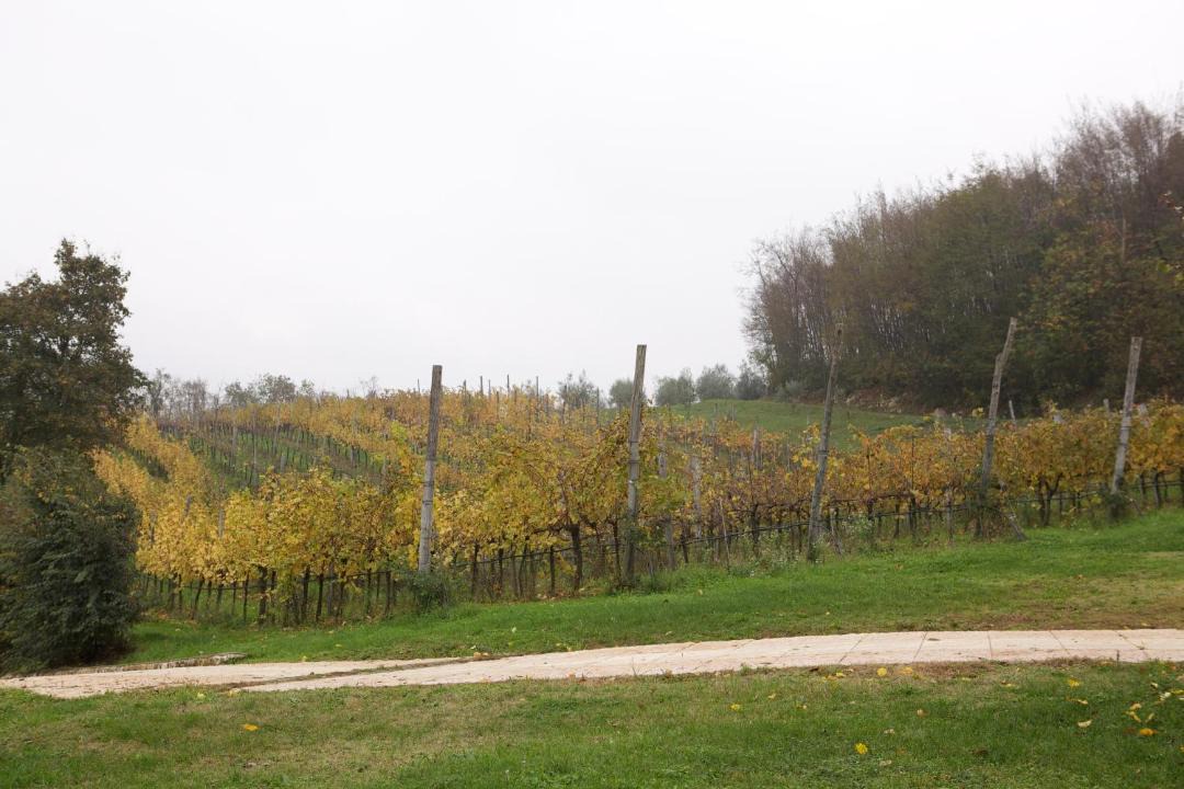 Photo of Others in Arcugnano