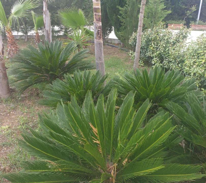 Photo of Others in Francavilla Fontana
