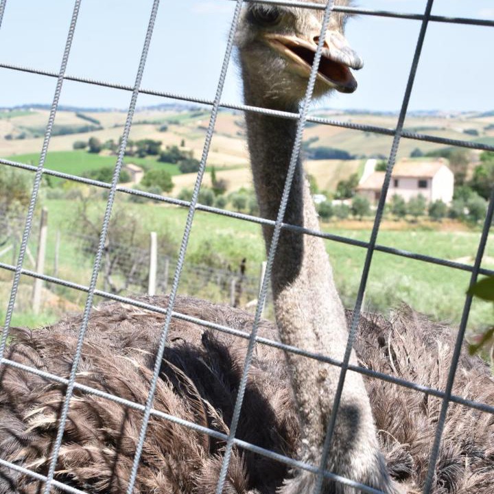 Photo of Others in Montecarotto