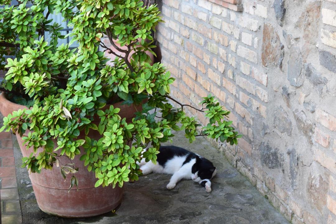 Photo of Others in Padua