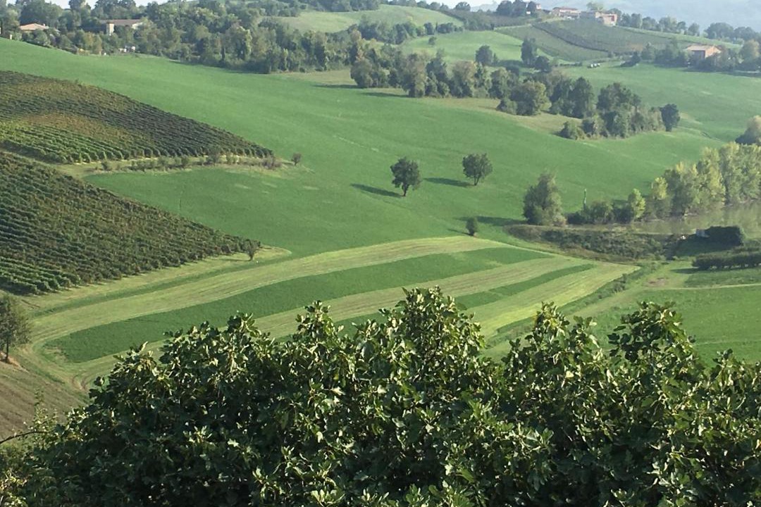 Photo of Others in Castelvetro di Modena