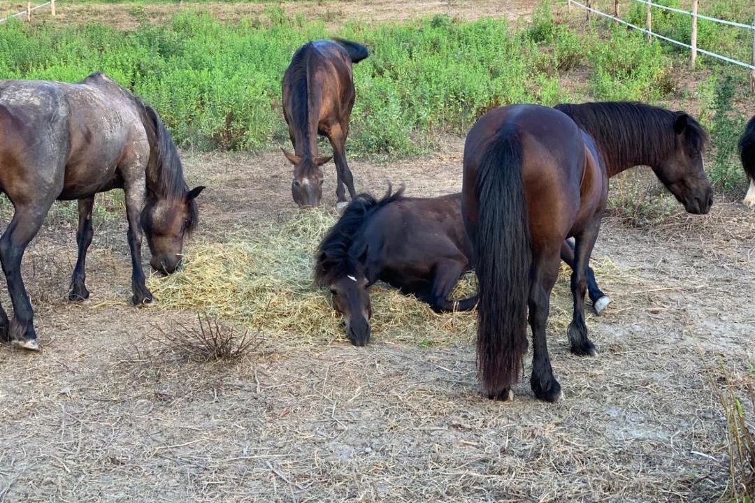 Photo of Others in Ozzano dell'Emilia