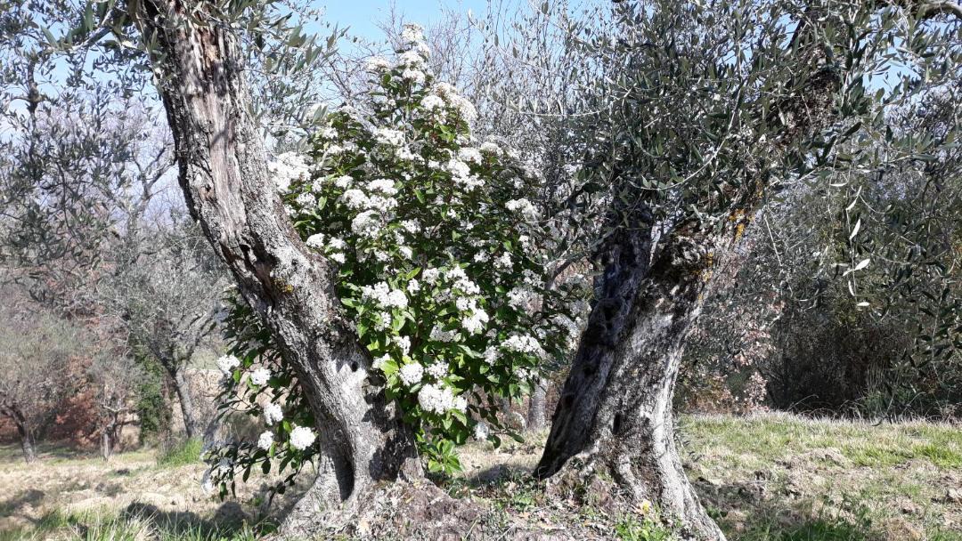 Photo of Outdoor in Montefalco