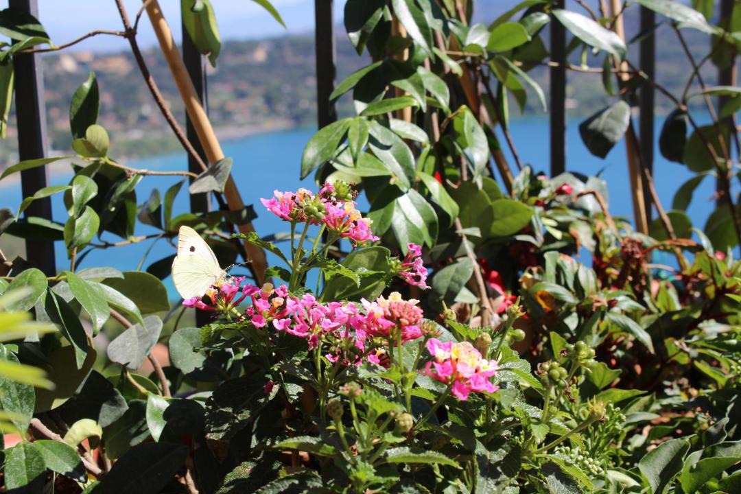 Photo of Others in Castel Gandolfo