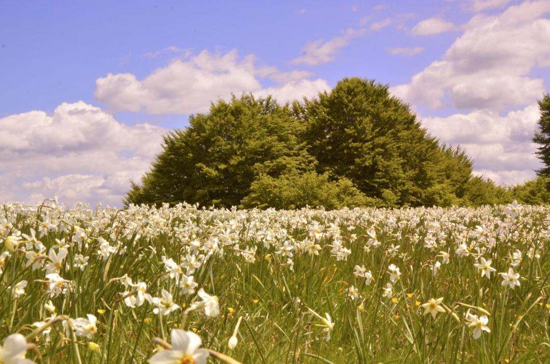 Photo of Outdoor in Torriglia