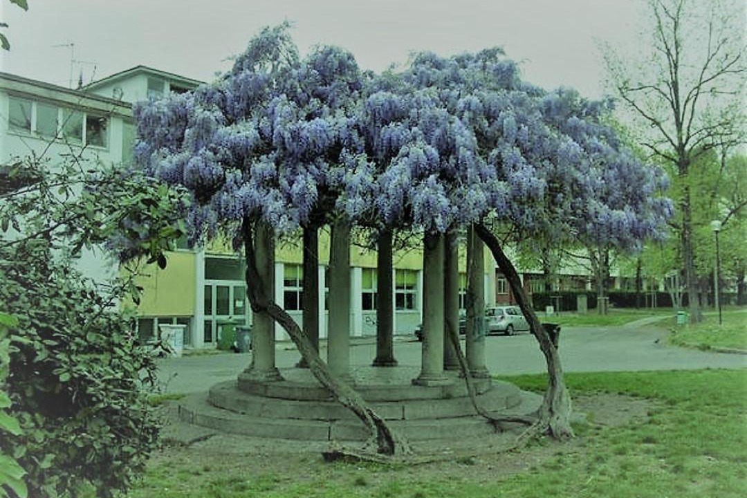 Photo of Buildings in Gorla