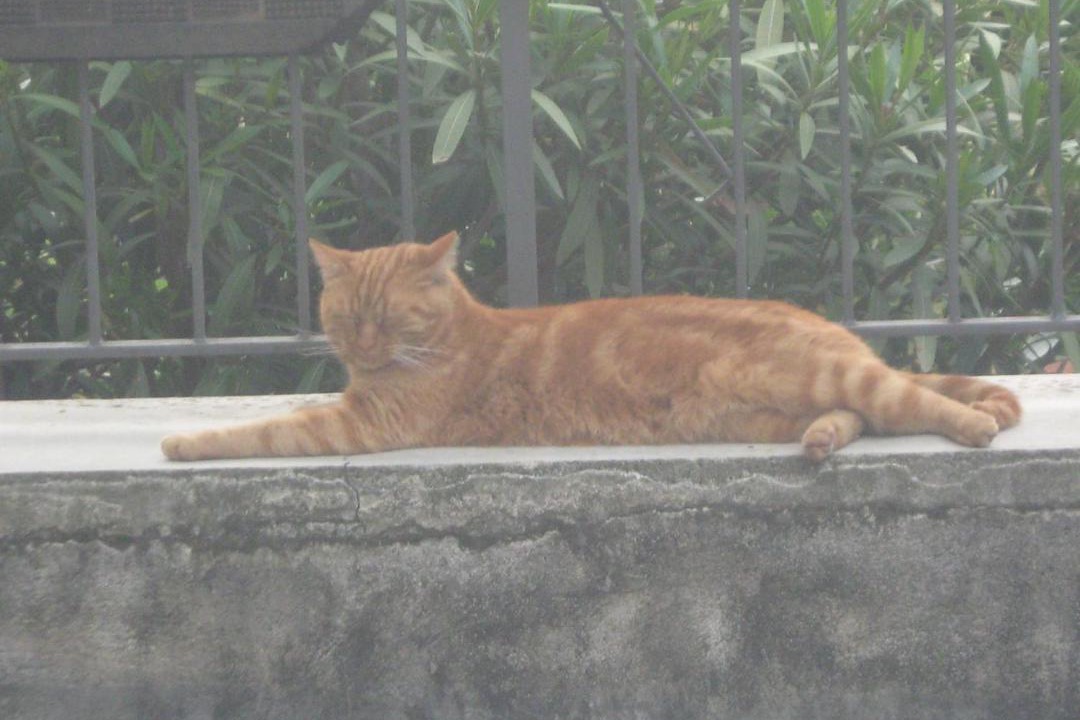 Photo of Others in Olgiate Molgora