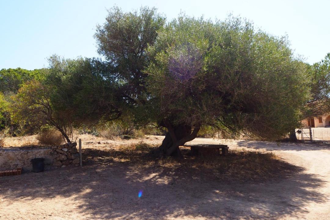 Photo of Others in Viddalba
