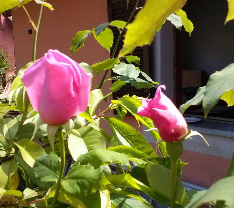Photo of Others in Caselle Torinese