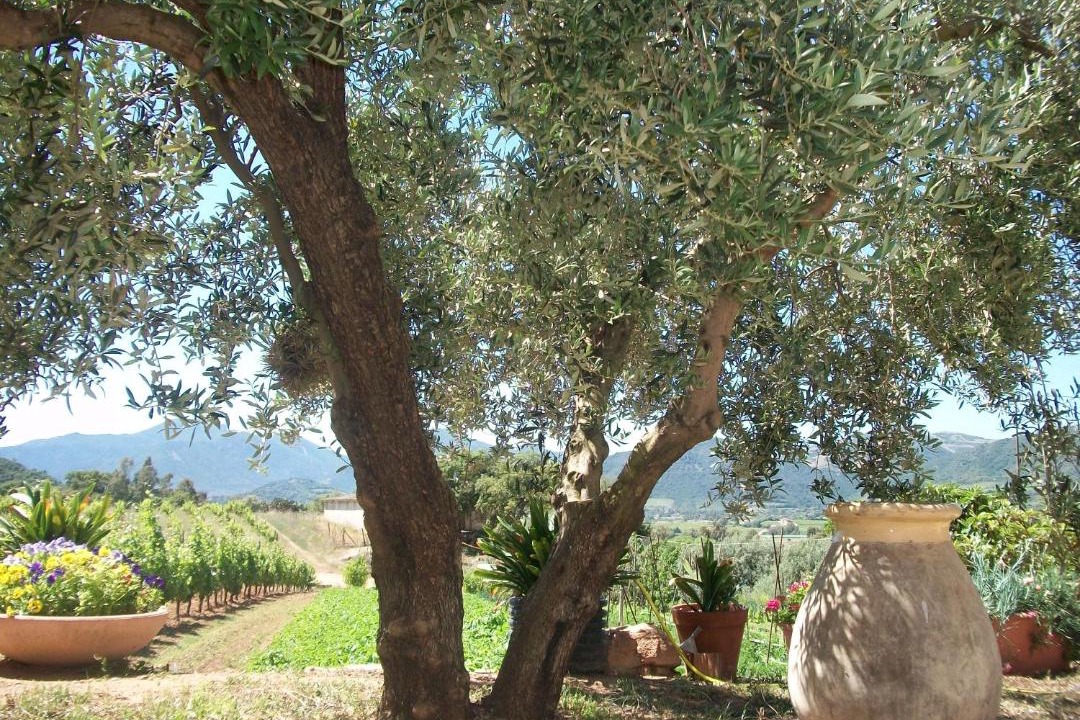 Photo of Others in Lanusei